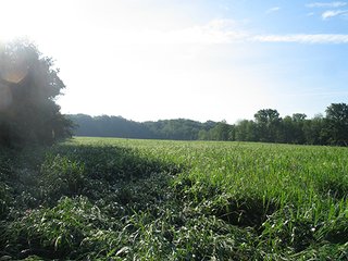Property photo 21 - 80+/- Acres Land Auction offered in 5 Tracts